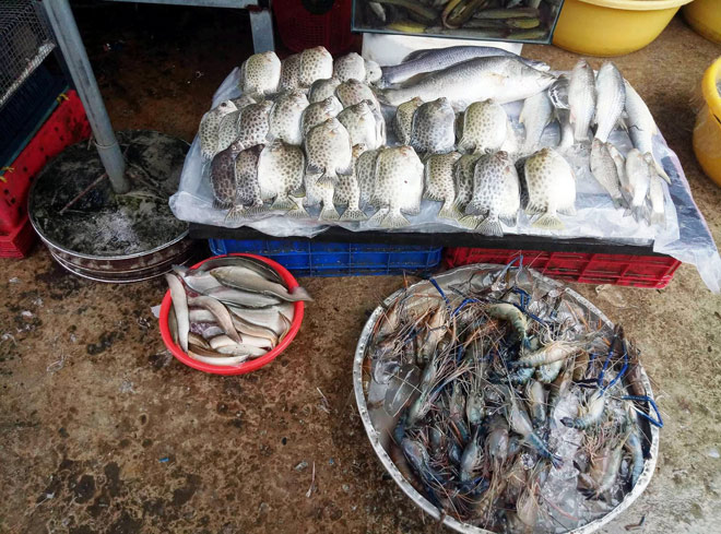 Bão Trâu Mộng thành nghé con, người SG cười tươi trở về nhà